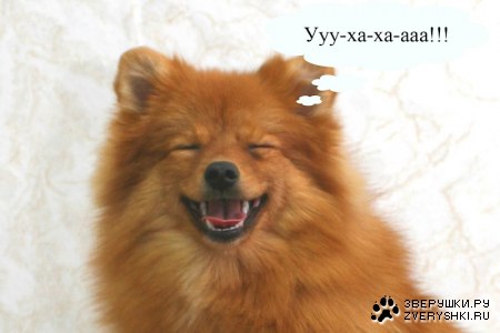 ������ ������� (5 ����)