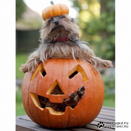 �������� � ����� (19 ����)