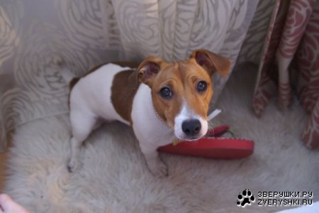 ������ (5 ����)