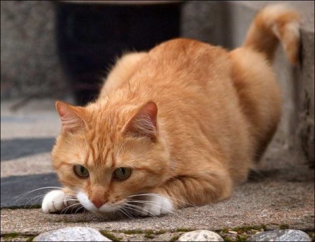 ���� ���� �� ����� ������ (11 ����)