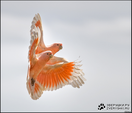 �������� ���� :)