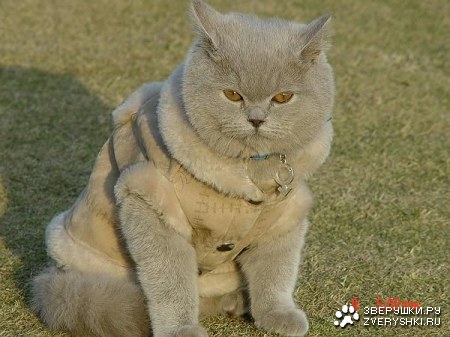 ����� � ���������� ;)