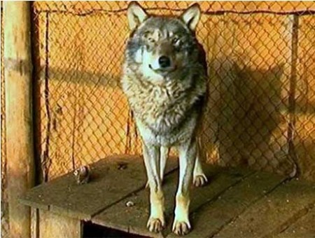 ������ ������� :)