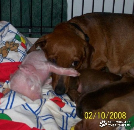 ������ ����� (5 ����)