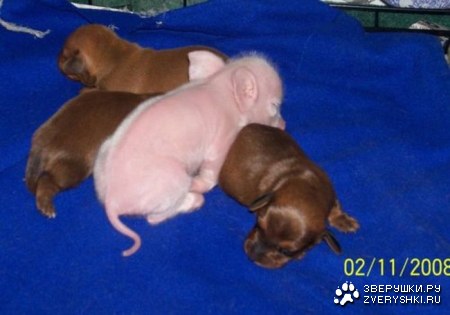 ������ ����� (5 ����)