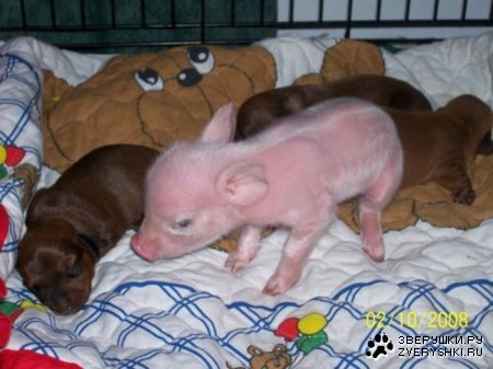 ������ ����� (5 ����)