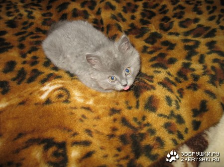 ��� ���� (6 �������� ����)