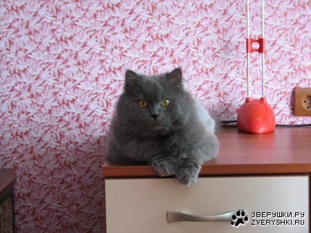 ��� ���� (6 �������� ����)