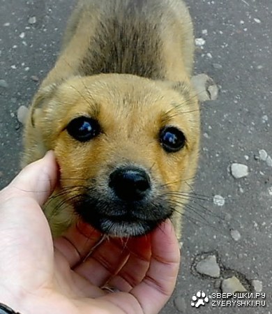 ������, �������!