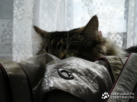 ������� ����� (8 ������)