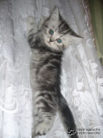 ������� ����� (8 ������)