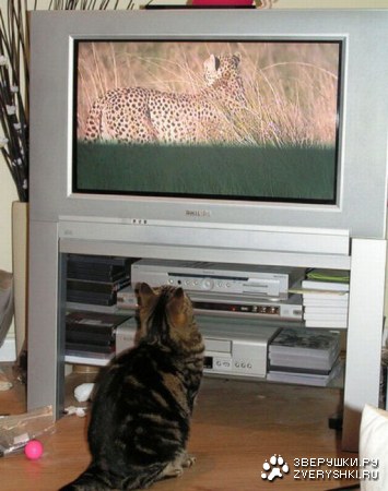 �������� ���� ����� �������� ��������� (23 ����)