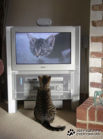 �������� ���� ����� �������� ��������� (23 ����)