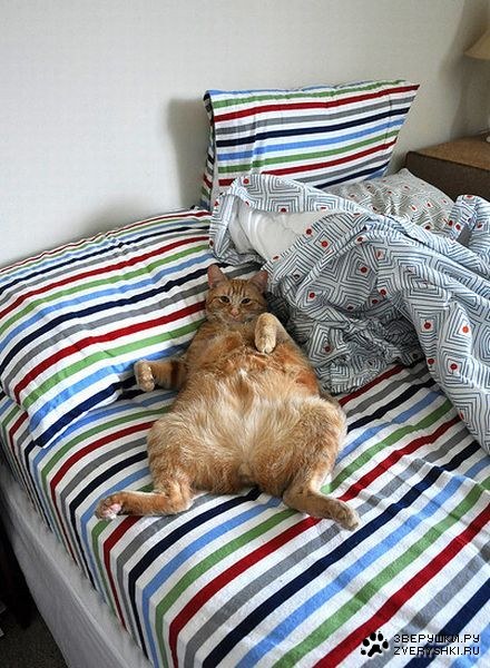 ����-��������� (11 ����)