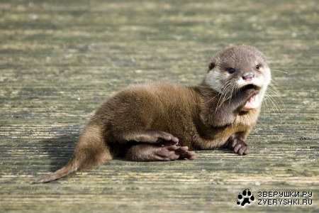 ������������� ����� :)