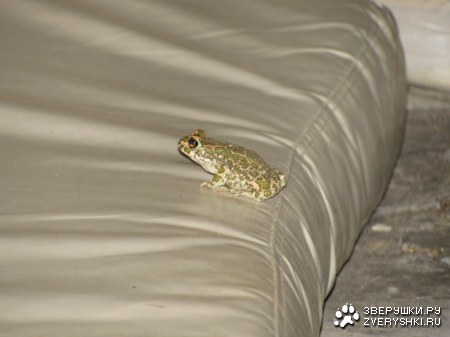 ������� :)