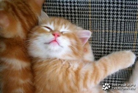 ���������� �������� (12 ����)