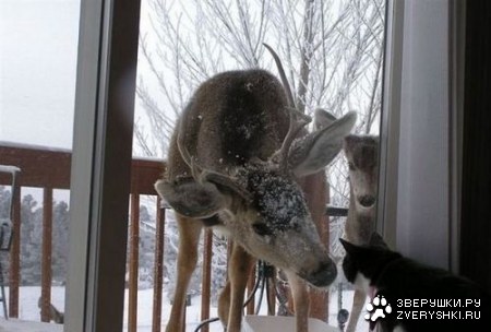 ���������� �������� (12 ����)