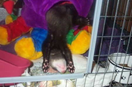 ���������� �������� (12 ����)