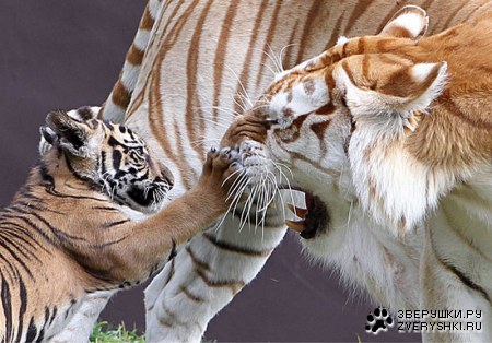 �������-�������� :)