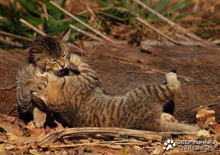 �������� ��-������� (4 ����)