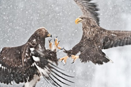 ����������� ������