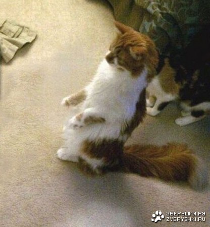 �������� ��� :)