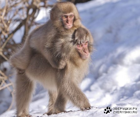 ���������� �������� ��������� (17 ����)