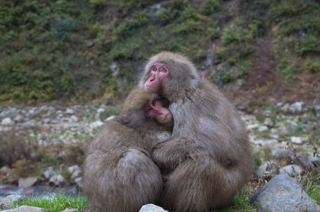 ���������� �������� ��������� (17 ����)