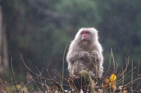 ���������� �������� ��������� (17 ����)