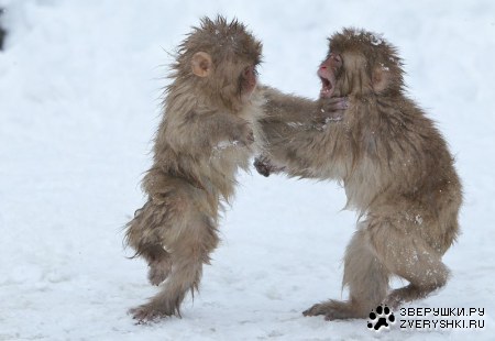 ���������� �������� ��������� (17 ����)