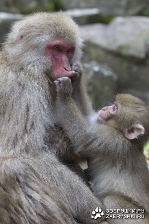 ���������� �������� ��������� (17 ����)