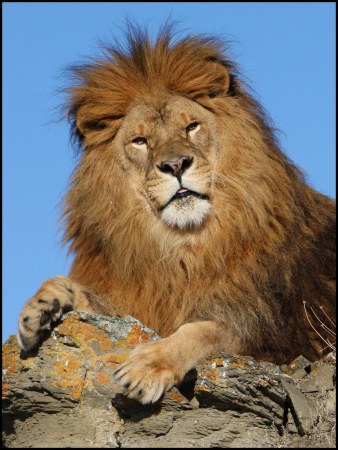 ��� (8 �������� ����)