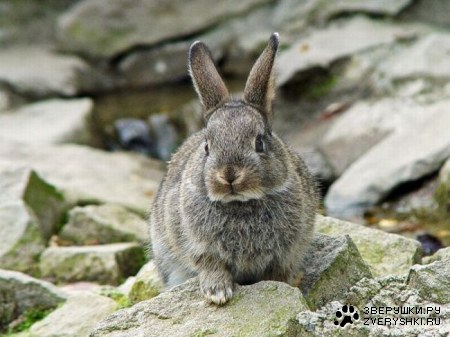 ������� (13 ����)