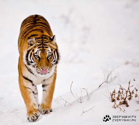 ����� (12 ����)