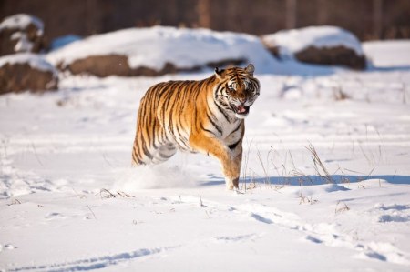 ����� (12 ����)