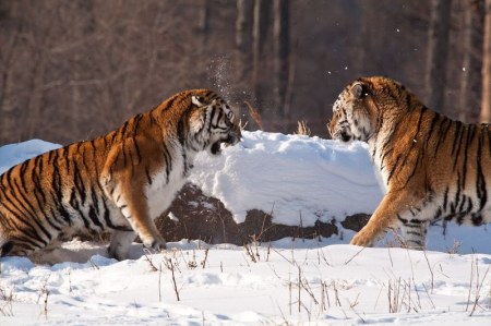 ����� (12 ����)