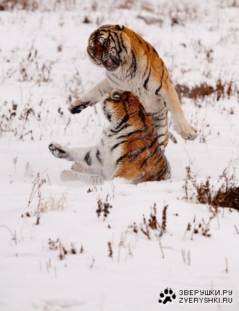 ����� (12 ����)