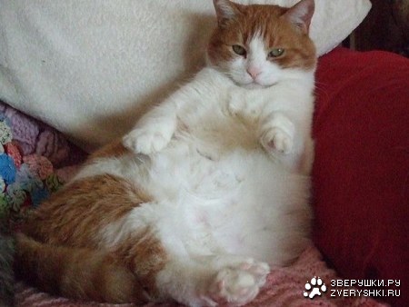 ����-��������� (11 ����)