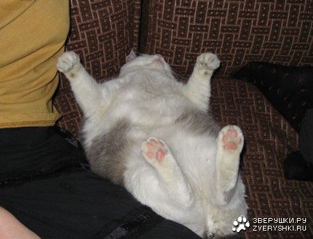 ����-��������� (11 ����)