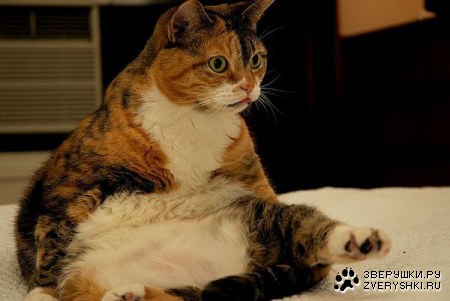 ����-��������� (11 ����)