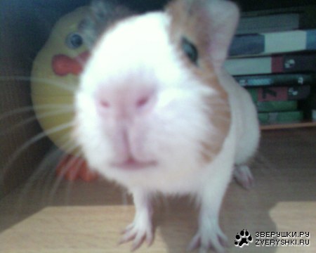 ��� ������� ������ ��� (7 ����)