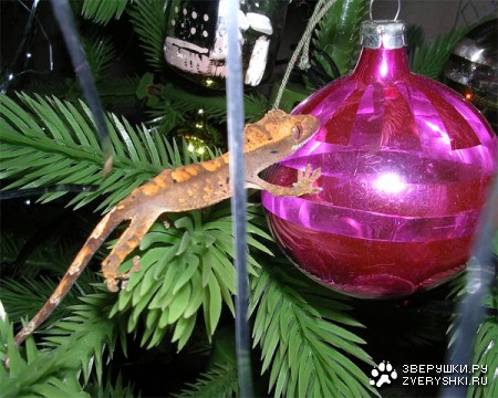 ���������� ���� (5 ����)