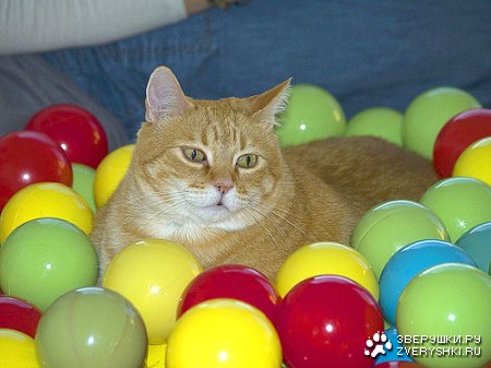 ��� � ������� ;)