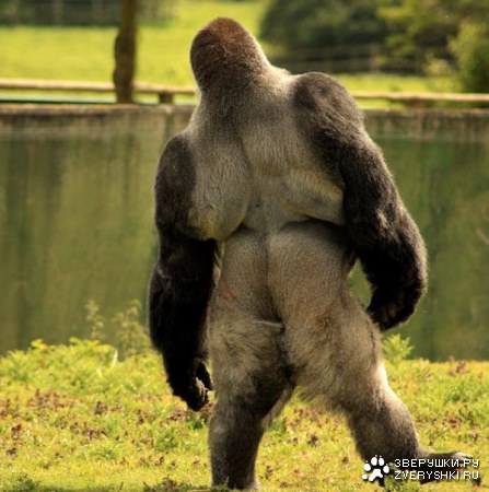 ������� �����, ������� ����� �� ���� ����� :)