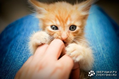 ������ ������? ;)