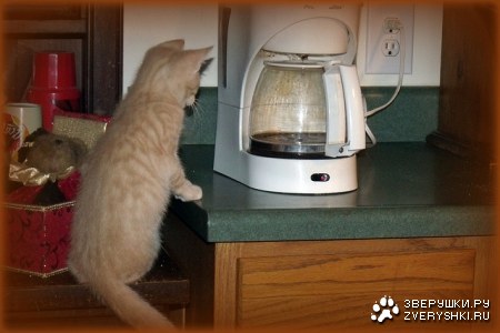 ��� ������ ��������� ����? ;)