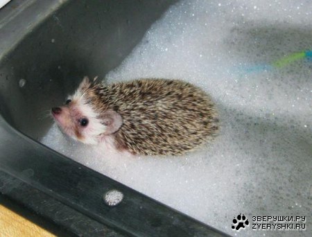 ������� ������ (21 ����)