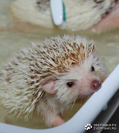 ������� ������ (21 ����)