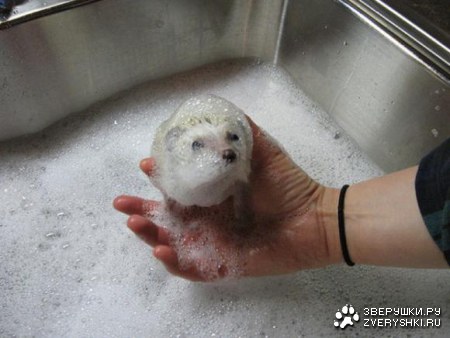 ������� ������ (21 ����)